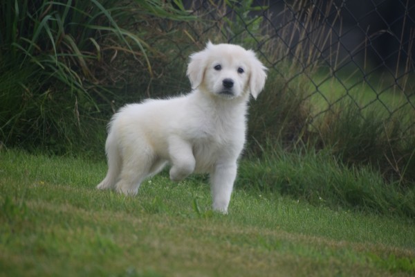 Retriever Golden (teef) 78577