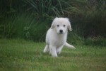 Retriever Golden (teef) 78577