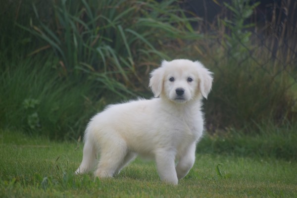 Retriever Golden (teef) 78577