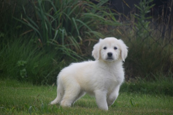 Retriever Golden (teef) 78577