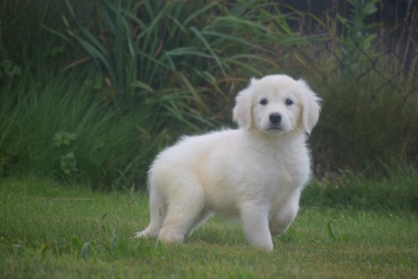 Retriever Golden (teef) 78577