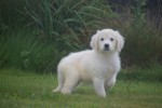 Retriever Golden (teef) 78577