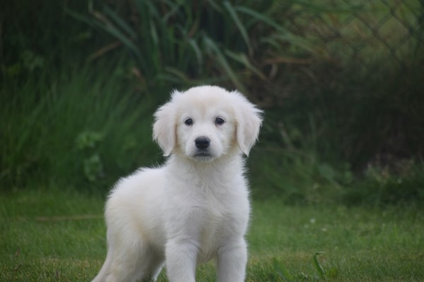 Retriever Golden (teef) 78577
