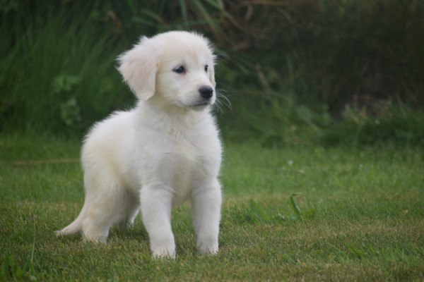 Retriever Golden (teef) 78577