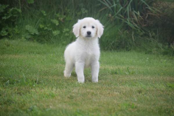 Retriever Golden (teef) 78577