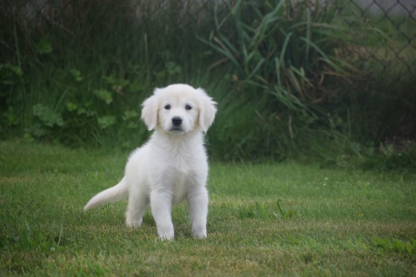Retriever Golden (teef) 78577