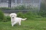 Retriever Golden (teef) 78577