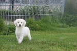 Retriever Golden (teef) 78577