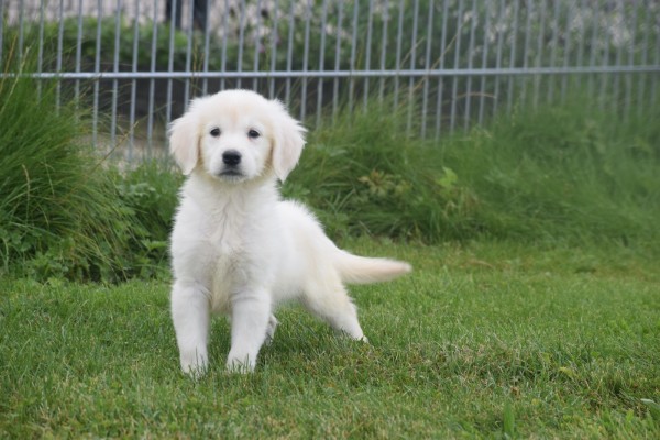 Retriever Golden (teef) 78577