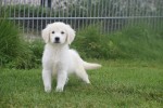 Retriever Golden (teef) 78577