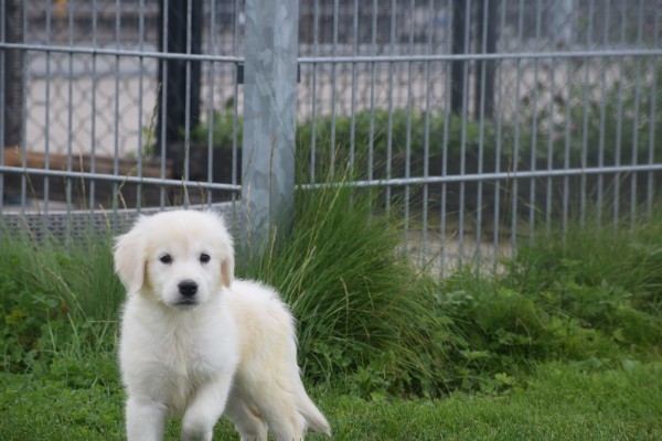 Retriever Golden (teef) 78577