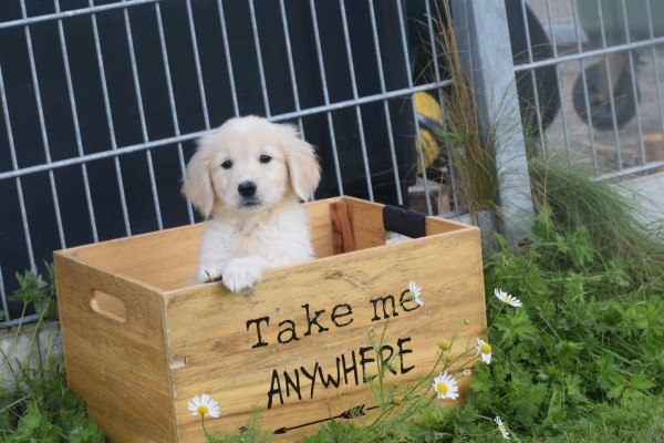 Retriever Golden (teef) 70606