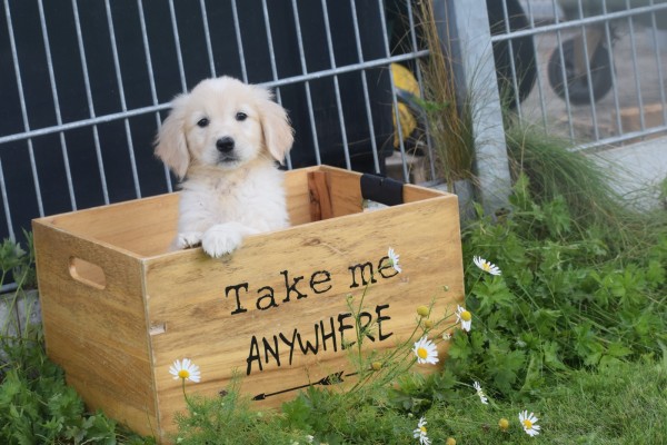 Retriever Golden (teef) 70606