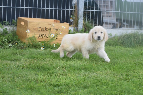 Retriever Golden (teef) 70606