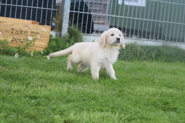 Retriever Golden (teef) 70606