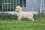 Retriever Golden (teef) 70606
