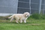 Retriever Golden (teef) 70606