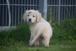 Retriever Golden (teef) 70606