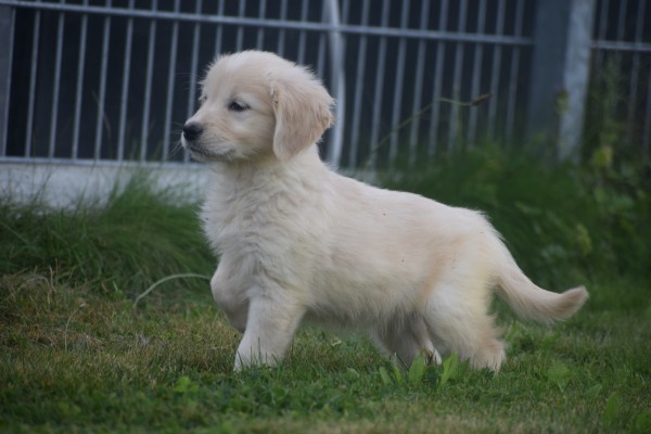 Retriever Golden (teef) 70606