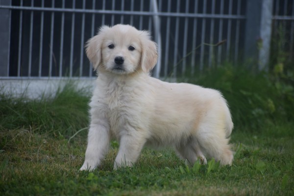 Retriever Golden (teef) 70606