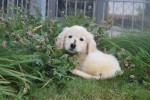 Retriever Golden (teef) 70606