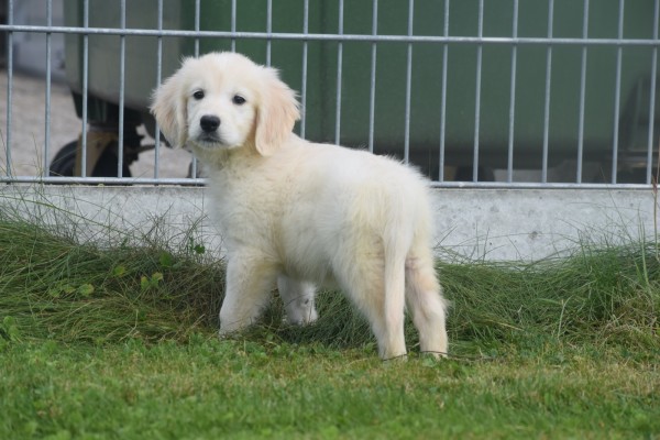 Retriever Golden (reu) 78195