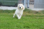 Retriever Golden (reu) 78195