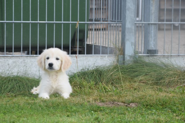 Retriever Golden (reu) 78195