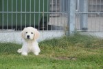 Retriever Golden (reu) 78195