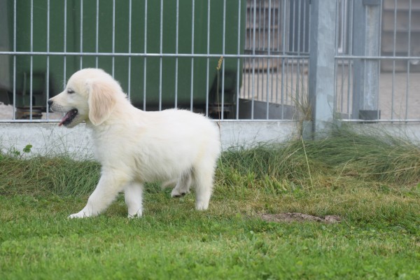 Retriever Golden (reu) 78195