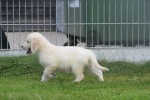 Retriever Golden (reu) 78195
