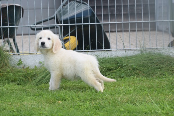 Retriever Golden (reu) 78195