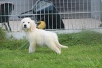 Retriever Golden (reu) 78195