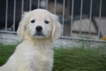 Retriever Golden (reu) 70854