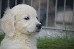 Retriever Golden (reu) 70854