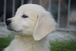Retriever Golden (reu) 70854