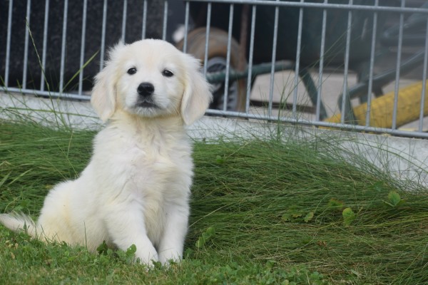 Retriever Golden (reu) 70854