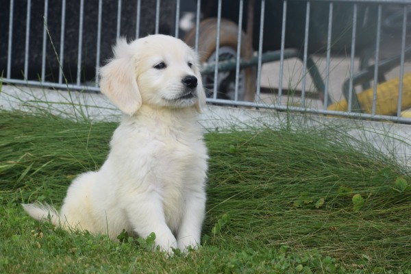 Retriever Golden (reu) 70854