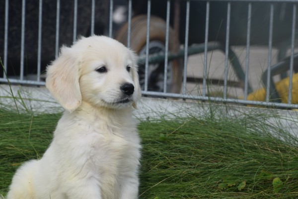 Retriever Golden (reu) 70854