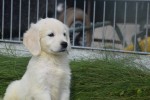 Retriever Golden (reu) 70854