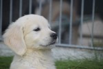 Retriever Golden (reu) 70854