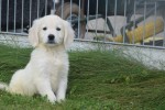 Retriever Golden (reu) 70854