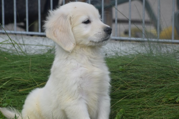 Retriever Golden (reu) 70854