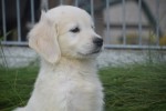 Retriever Golden (reu) 70854