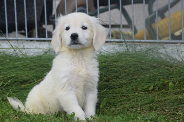 Retriever Golden (reu) 70854