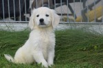 Retriever Golden (reu) 70854