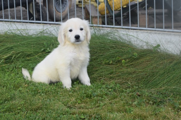 Retriever Golden (reu) 70854