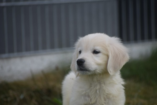 Retriever Golden (reu) 70854
