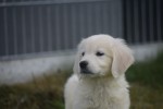Retriever Golden (reu) 70854