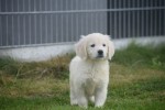 Retriever Golden (reu) 70854